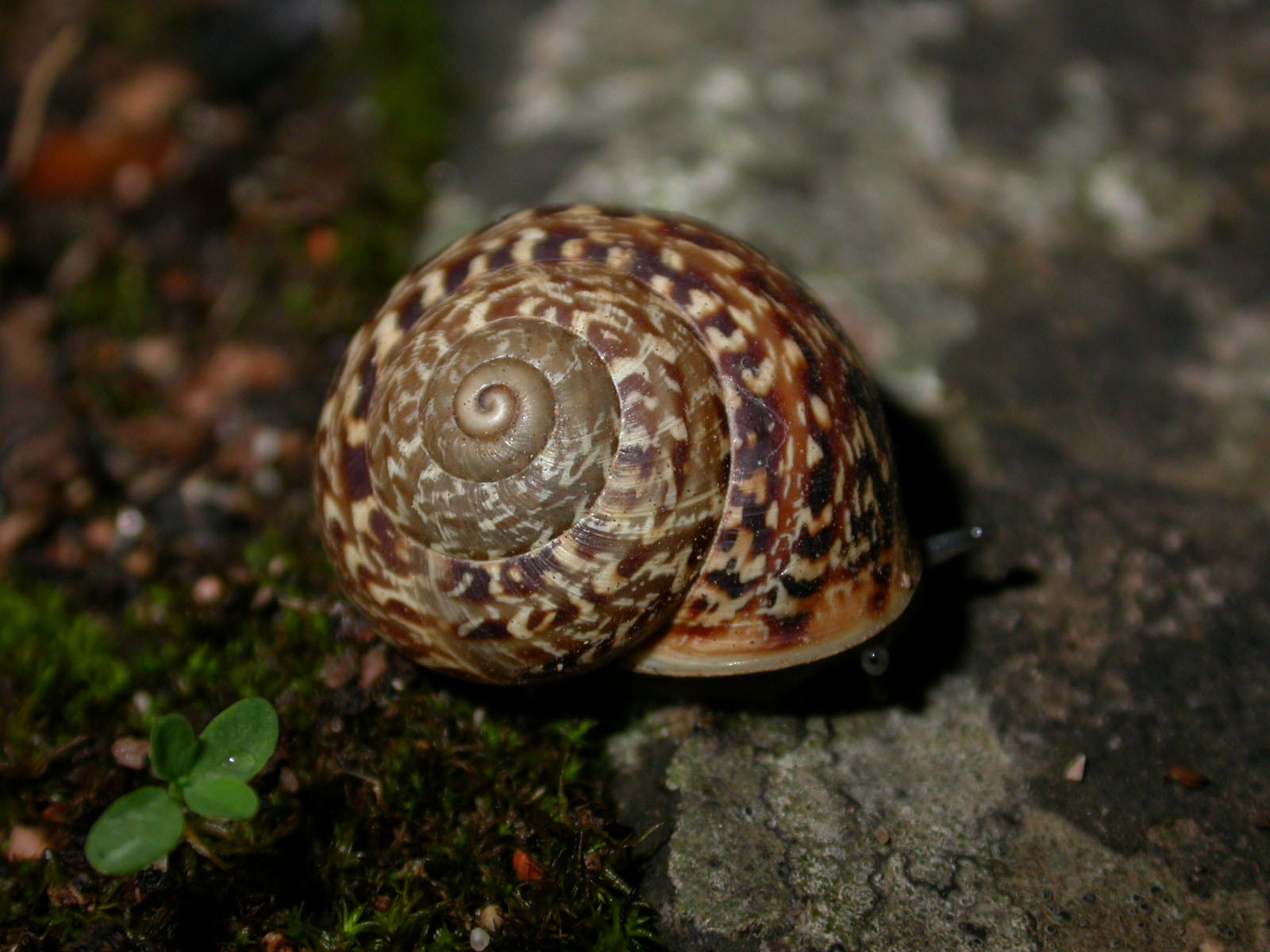 Faunula dei monti dei Sette Fratelli (Sardegna)